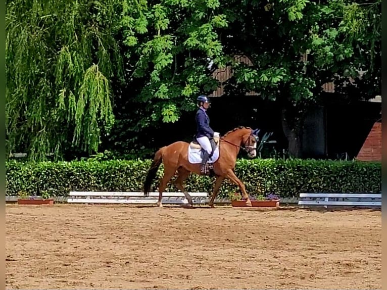 German Riding Pony Mare 7 years 13,2 hh Chestnut-Red in Uetze