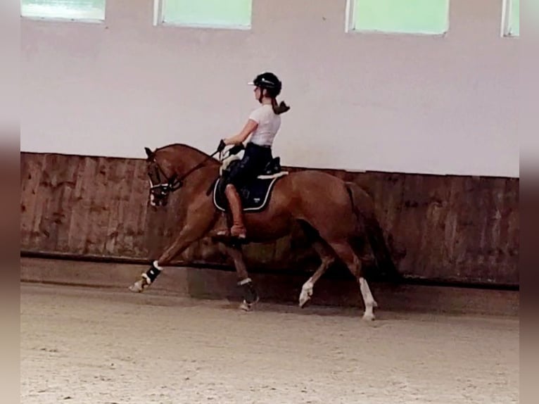 German Riding Pony Mare 7 years 13,2 hh Chestnut-Red in Uetze