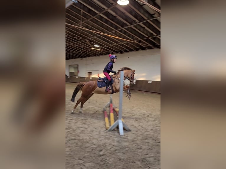 German Riding Pony Mare 7 years 13,2 hh Chestnut-Red in Uetze