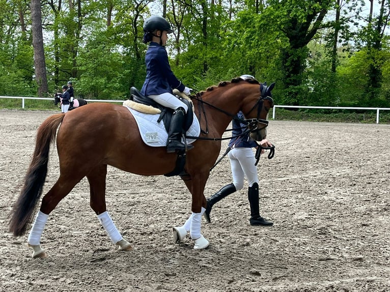 German Riding Pony Mare 7 years 13,2 hh Chestnut-Red in Uetze