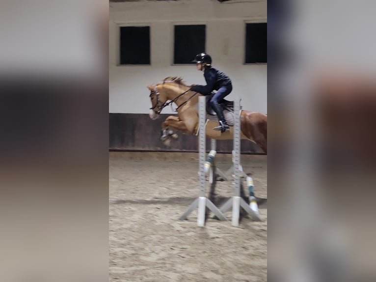 German Riding Pony Mare 7 years 13,2 hh Chestnut-Red in Uetze