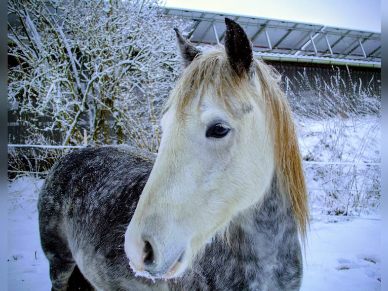 German Riding Pony Mix Mare 7 years 13.2 hh Grey-Dapple in Löwenstedt