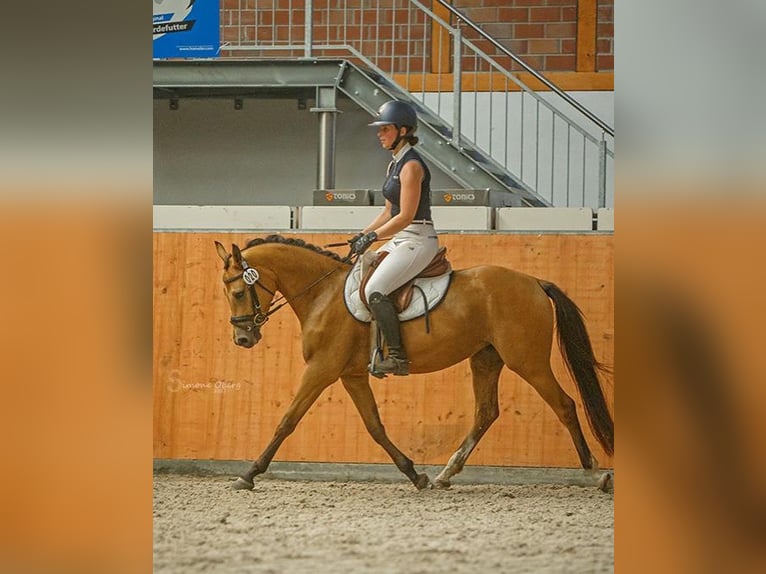 German Riding Pony Mare 7 years 13.3 hh Buckskin in Schuby