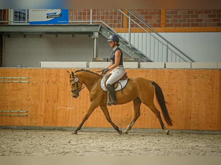 German Riding Pony Mare 7 years 13.3 hh Buckskin in Schuby