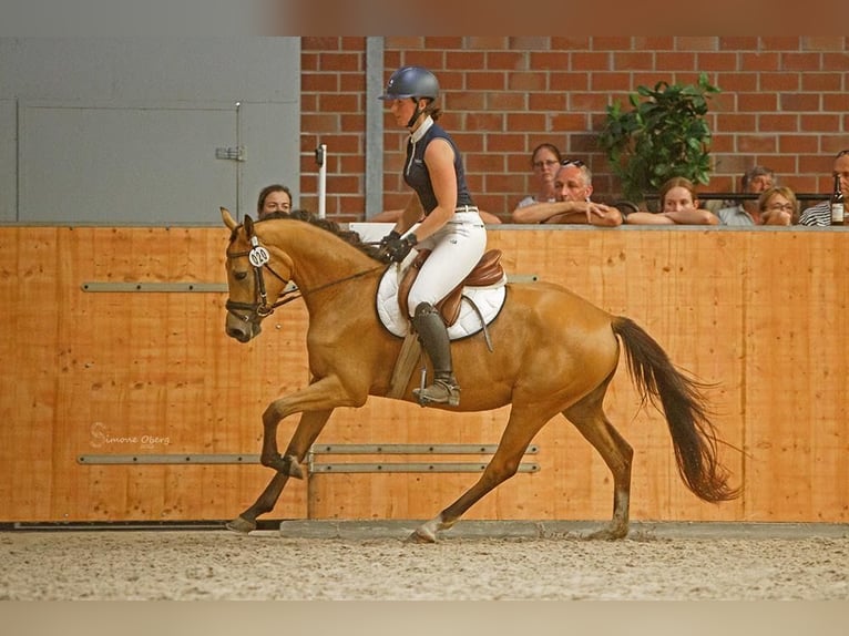 German Riding Pony Mare 7 years 13.3 hh Buckskin in Schuby