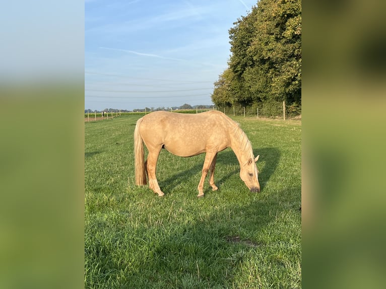 German Riding Pony Mare 7 years 13,3 hh Dunalino in Neuss