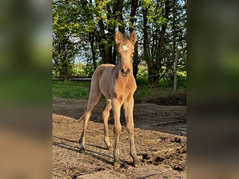 German Riding Pony Mare 7 years 13,3 hh Dunalino in Neuss