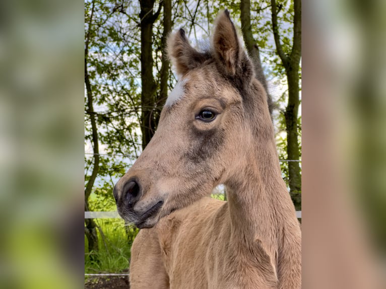 German Riding Pony Mare 7 years 13,3 hh Dunalino in Neuss