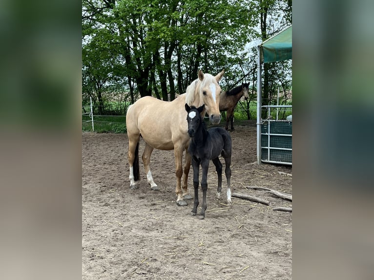 German Riding Pony Mare 7 years 13,3 hh Dunalino in Neuss