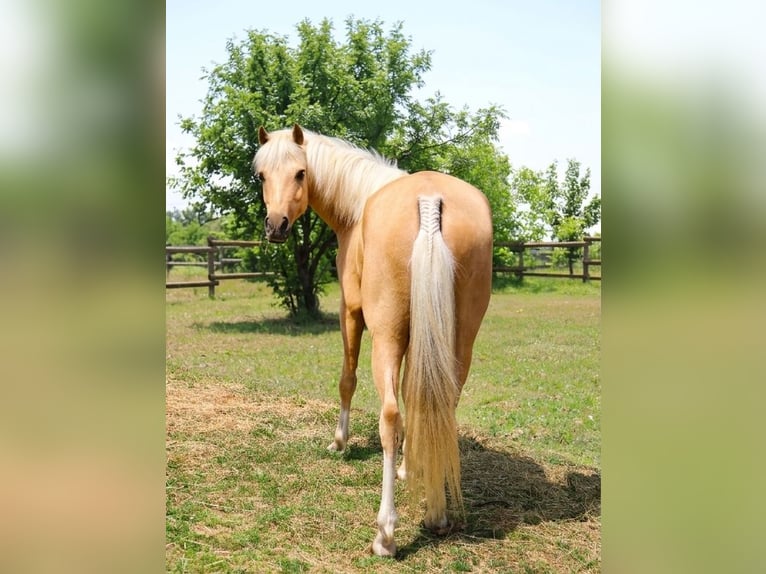 German Riding Pony Mare 7 years 13.3 hh Palomino in Himberg