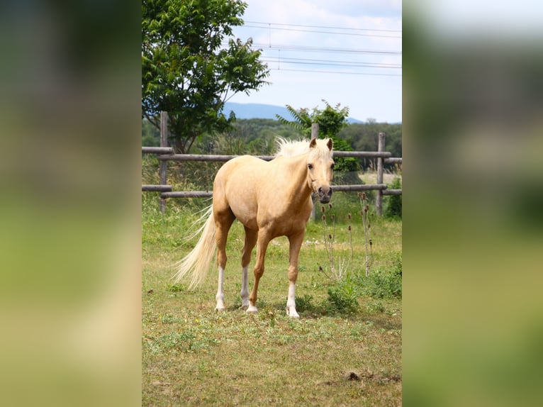 German Riding Pony Mare 7 years 13.3 hh Palomino in Himberg