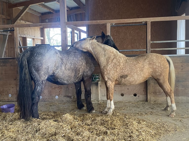 German Riding Pony Mare 7 years 13.3 hh Palomino in Kematen an der Krems