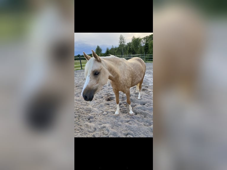 German Riding Pony Mare 7 years 13.3 hh Palomino in Kematen an der Krems