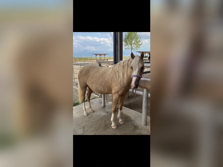 German Riding Pony Mare 7 years 13.3 hh Palomino in Kematen an der Krems