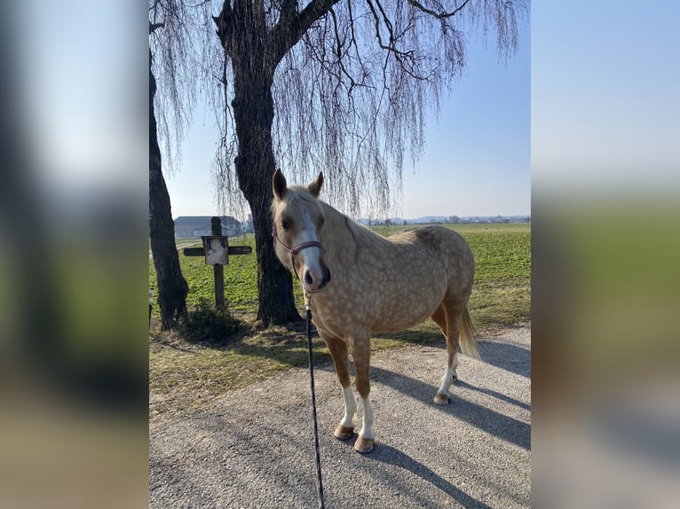 German Riding Pony Mare 7 years 13.3 hh Palomino in Kematen
