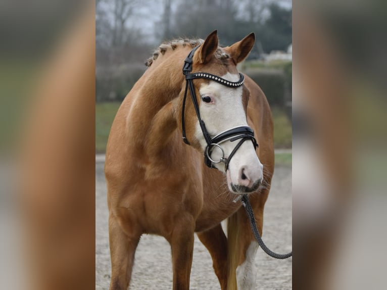 German Riding Pony Mare 7 years 13,2 hh Palomino in Fürstenau