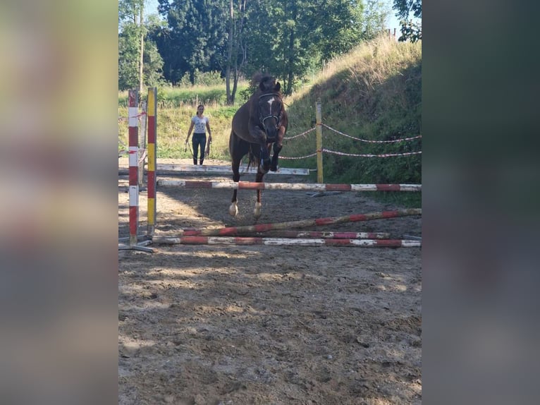 German Riding Pony Mare 7 years 13,3 hh Chestnut-Red in Hammersedt