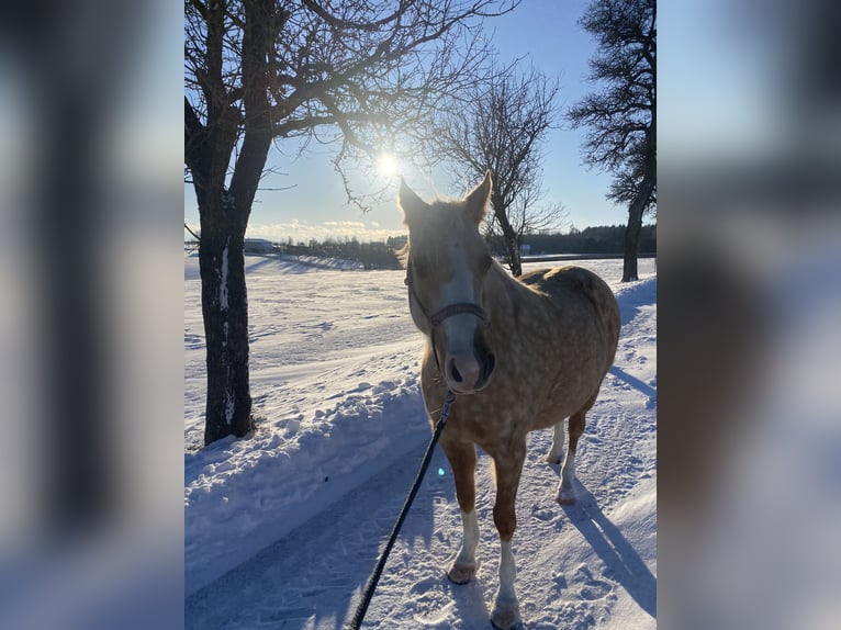 German Riding Pony Mare 7 years 13,3 hh Palomino in Kematen an der Krems