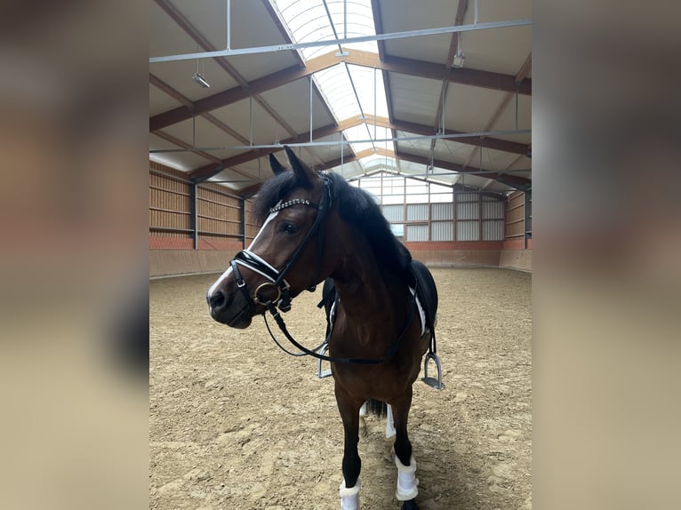 German Riding Pony Mare 7 years 14,1 hh Bay-Dark in Bruchköbel