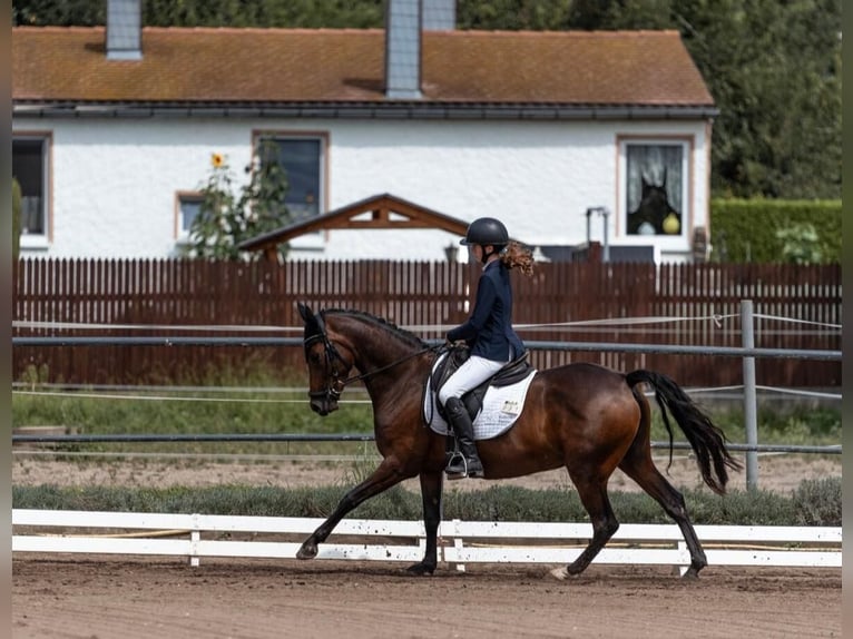 German Riding Pony Mare 7 years 14,1 hh Bay-Dark in Leipzig