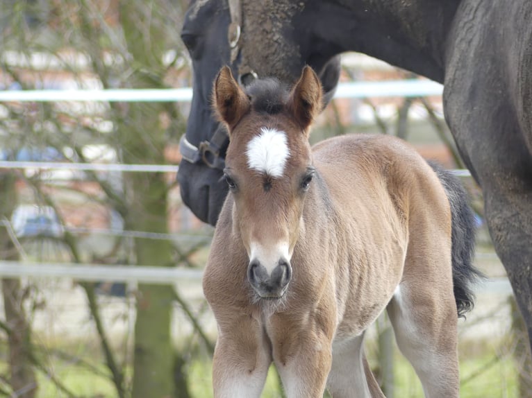 German Riding Pony Mare 7 years 14,1 hh Brown in Twistringen