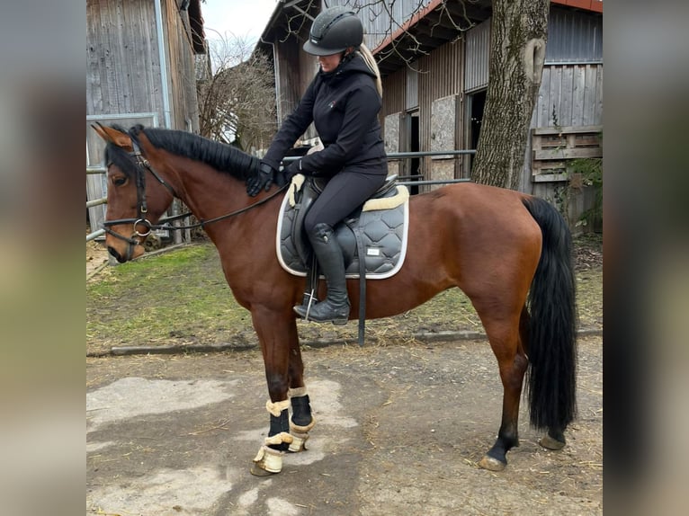 German Riding Pony Mare 7 years 14,1 hh Brown in Medlingen