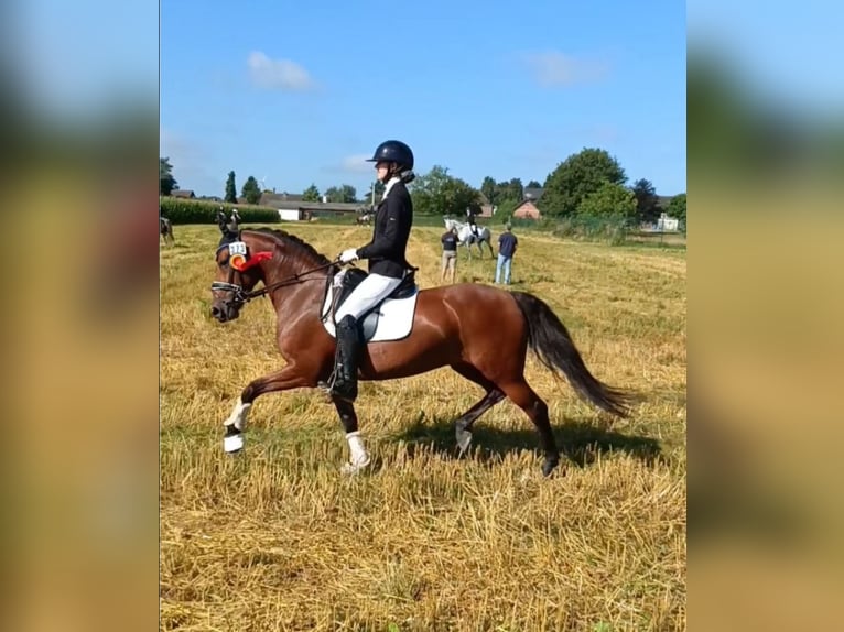 German Riding Pony Mare 7 years 14,1 hh Brown in Wachtendonk