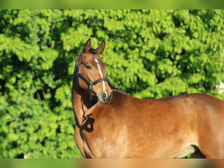 German Riding Pony Mare 7 years 14.1 hh Brown in Weiterstadt