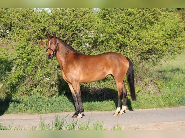 German Riding Pony Mare 7 years 14.1 hh Brown in Weiterstadt