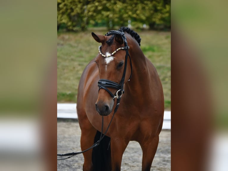 German Riding Pony Mare 7 years 14.1 hh Brown in Fürstenau