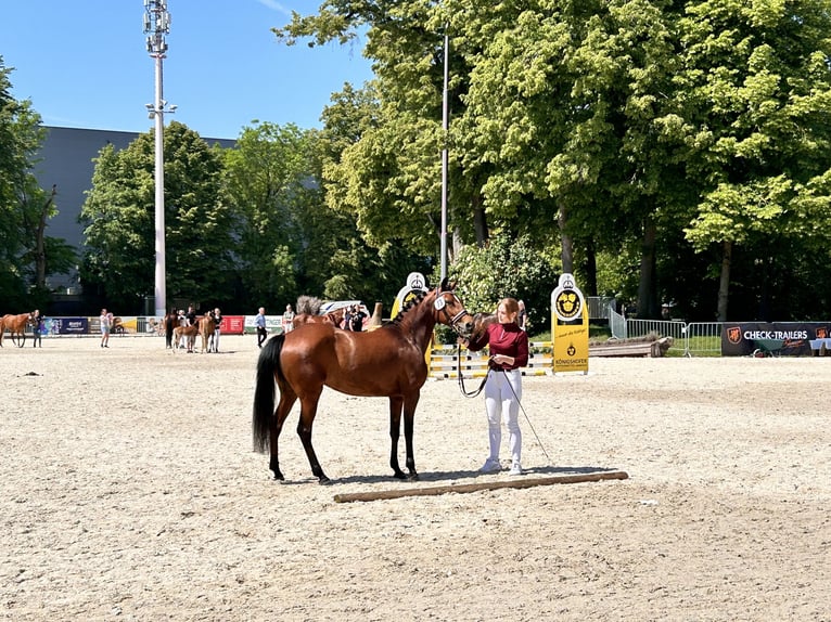 German Riding Pony Mare 7 years 14,1 hh Brown in Puchkirchen am Trattberg