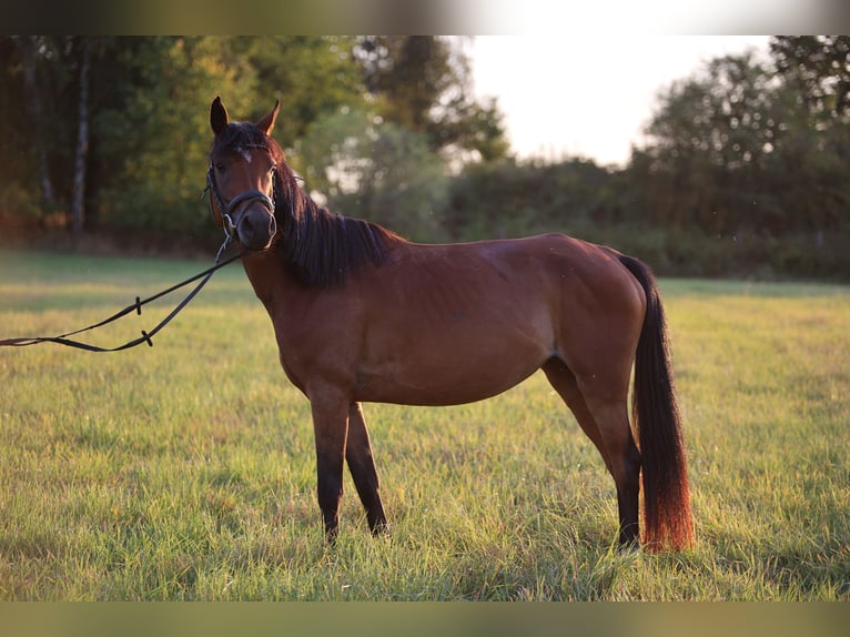 German Riding Pony Mix Mare 7 years 14.1 hh Brown in Colditz