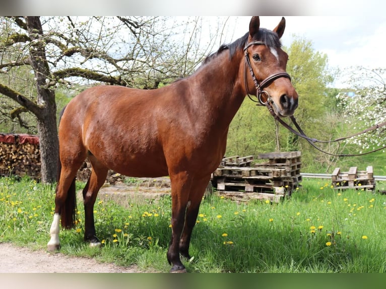 German Riding Pony Mare 7 years 14,1 hh Brown in Maulbronn