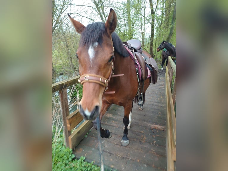 German Riding Pony Mare 7 years 14,1 hh Brown in Maulbronn