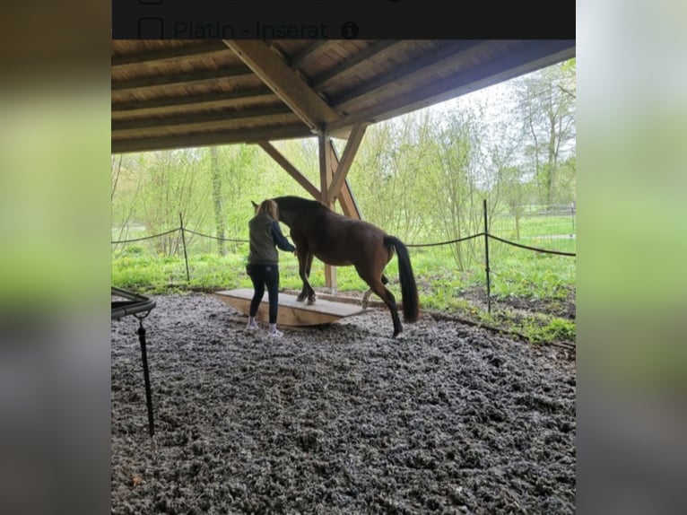 German Riding Pony Mare 7 years 14,1 hh Brown in Maulbronn