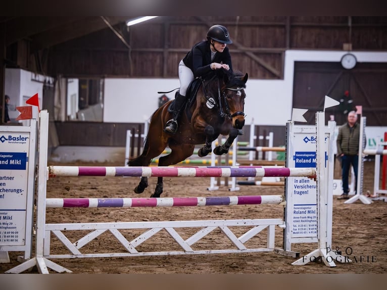 German Riding Pony Mare 7 years 14.1 hh Brown in Waltrop