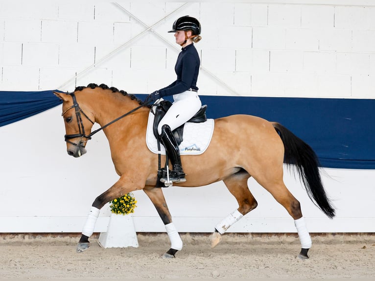 German Riding Pony Mare 7 years 14.1 hh Buckskin in Marsberg