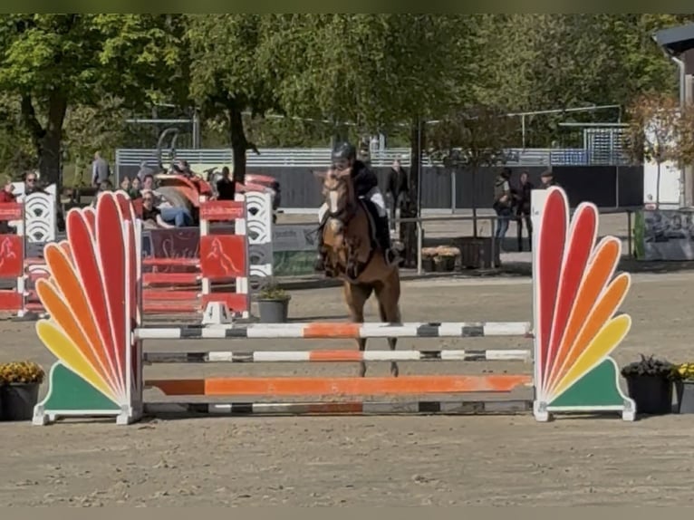 German Riding Pony Mare 7 years 14.1 hh Buckskin in Meppen