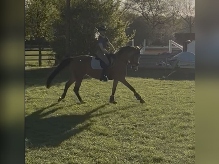 German Riding Pony Mare 7 years 14.1 hh Buckskin in Meppen