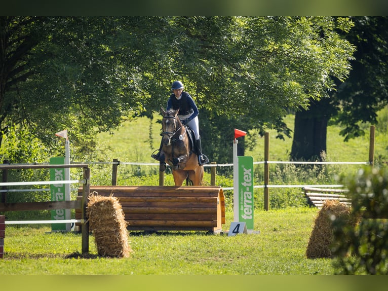 German Riding Pony Mare 7 years 14.1 hh Buckskin in Winnenden