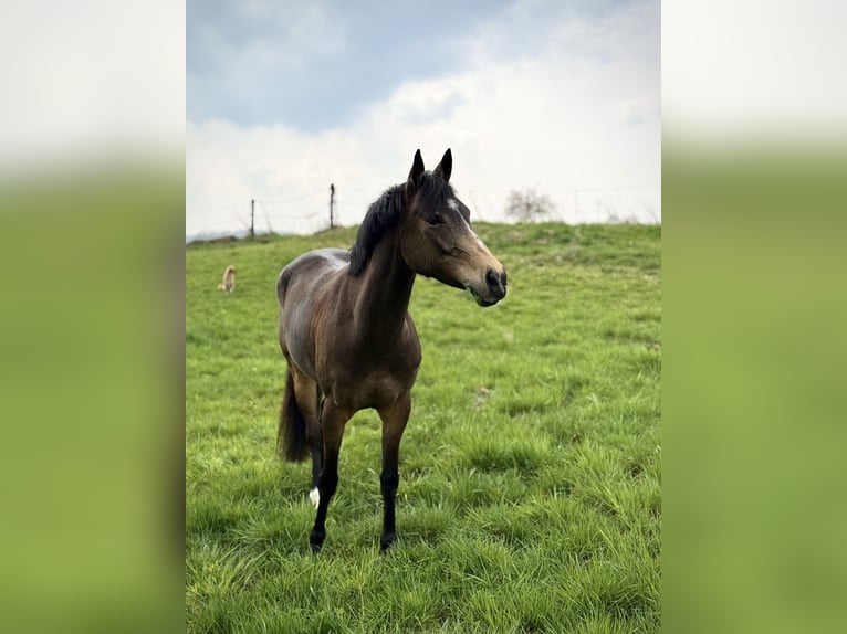 German Riding Pony Mare 7 years 14.1 hh Buckskin in Winnenden