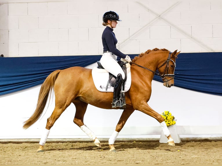 German Riding Pony Mare 7 years 14,1 hh Chestnut in Marsberg