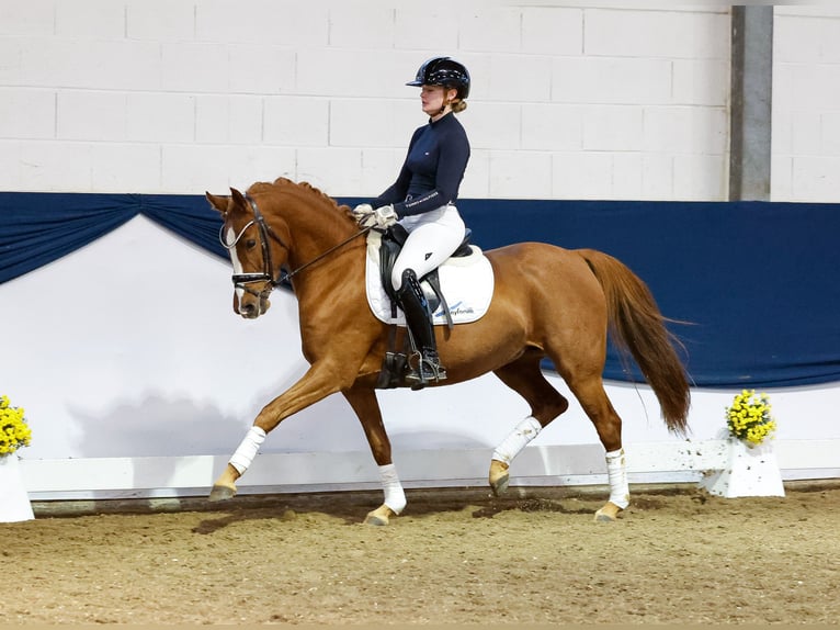 German Riding Pony Mare 7 years 14,1 hh Chestnut in Marsberg