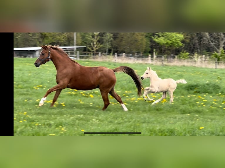 German Riding Pony Mare 7 years 14,1 hh Chestnut-Red in Langwedel