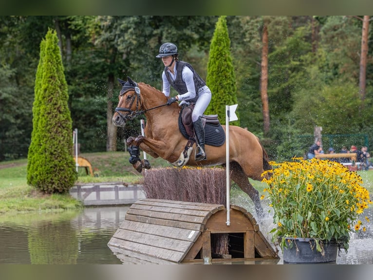 German Riding Pony Mare 7 years 14.1 hh Chestnut-Red in Trossingen