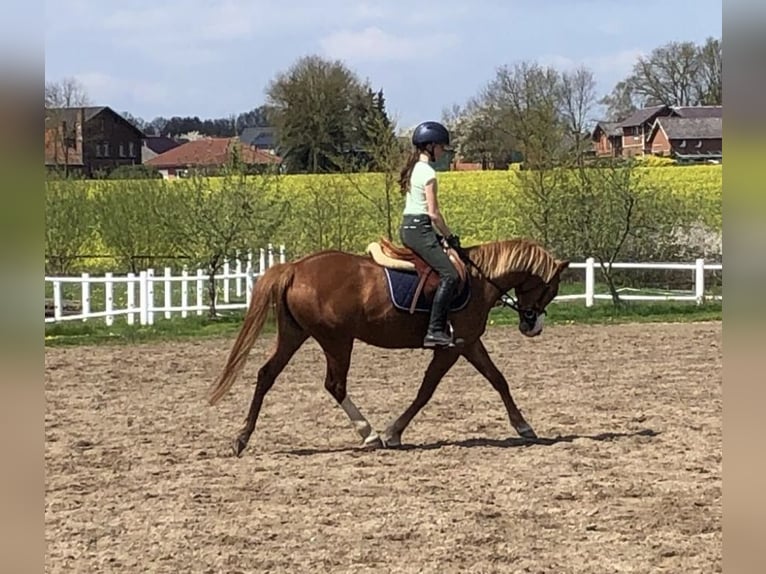 German Riding Pony Mare 7 years 14,1 hh Chestnut-Red in Schulendorf