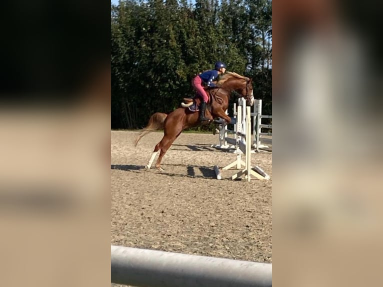 German Riding Pony Mare 7 years 14,1 hh Chestnut-Red in Schulendorf