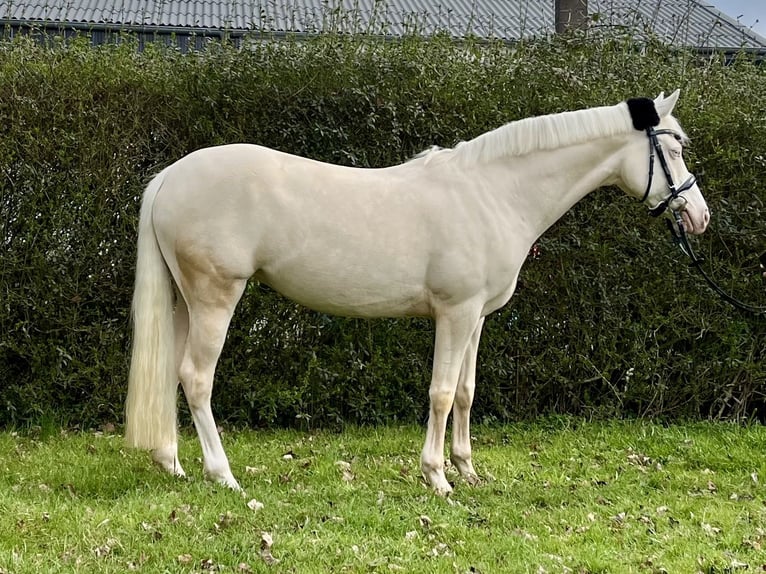 German Riding Pony Mare 7 years 14.1 hh Cremello in Leverkusen