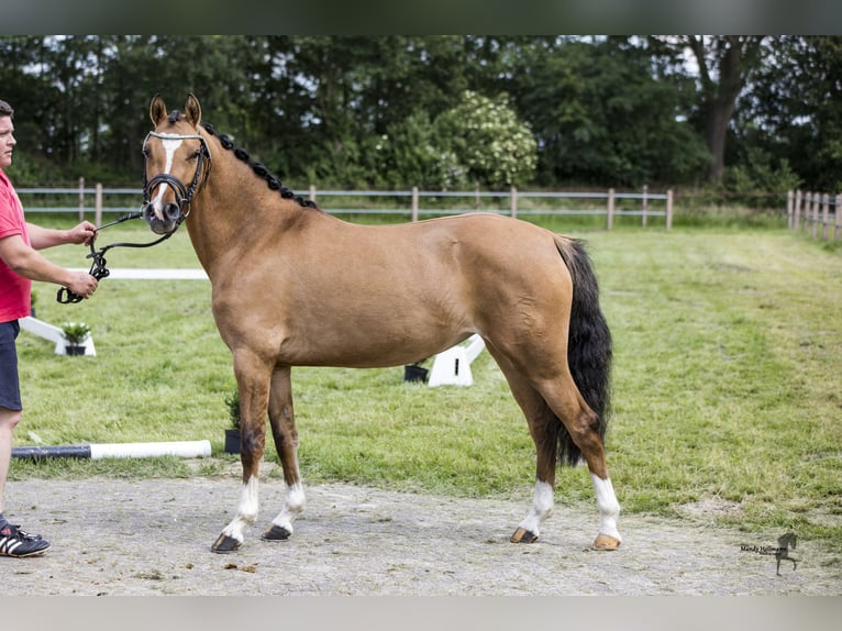 German Riding Pony Mare 7 years 14,1 hh Dun in Dunum