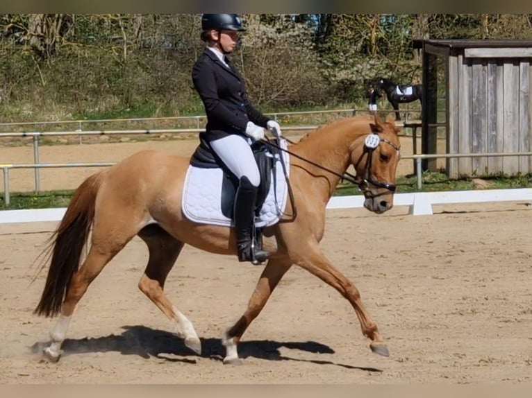 German Riding Pony Mare 7 years 14.1 hh Dun in Benitz